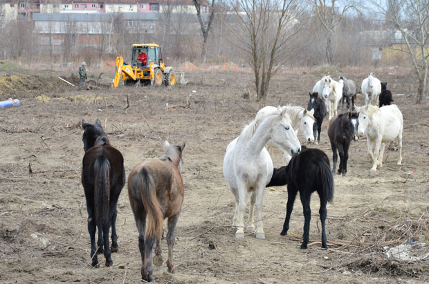 Гладни коњи међу зградама: У новосадском насељу Југовићево једва преживљава тридесетак расних животиња